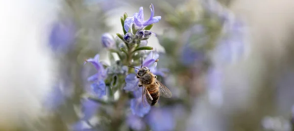 Pszczoła Miodowa Kwiatku Rozmarynu Rosmarinus Officinalis Zapylanie Pszczoła Miodna Zbierać — Zdjęcie stockowe