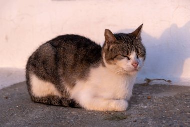 Kedi beyazı ve gri açık hava, yarı kapalı gözler, beyaz duvar arka planı, Yunan adası