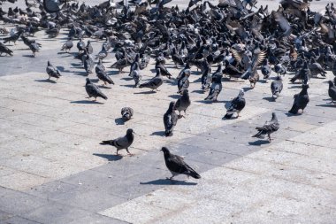 Atina 'da güneşli bir günde, asfalt bir meydanda yemek arayan güvercinler, şehir merkezi Yunanistan' da