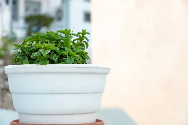 Fresh Basil Broadleaf Green Aromatic Plant Ocimum Basilicum Ceramic Pot — Stock Photo, Image