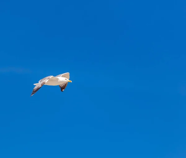 회색을 하늘을 배경으로 날으는 갈매기의 — 스톡 사진