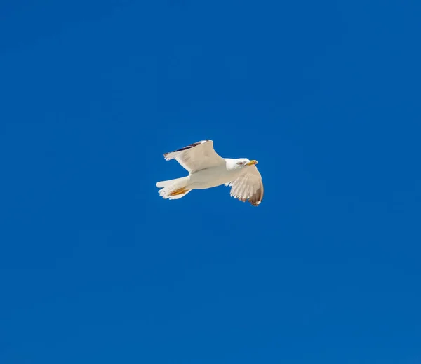 Sea gull open wings flying on clear blue sky background. Herring gull white color, under view