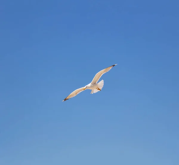 Sea gull open wings flying on clear blue sky background. Herring gull white color, under view