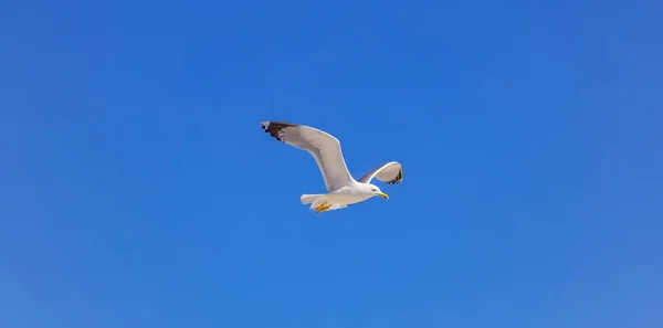 Heringsmöwe Weiße Farbe Sichtweite Seemöwe Offene Flügel Fliegen Auf Klarem — Stockfoto