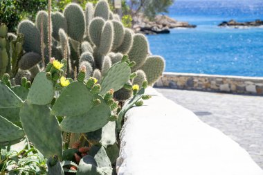 Sarı çiçekli kaktüs. Dikenli, sakin deniz altyapısı olan sulu, taze çiçek açan bitki, Yunan adasında güneşli bir gün, Kiklad.