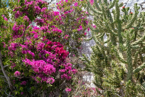 Bougainvillea Spectabilis Evergreen Fialové Květy Okrasné Trnité Rostliny Ostnité Zelené — Stock fotografie