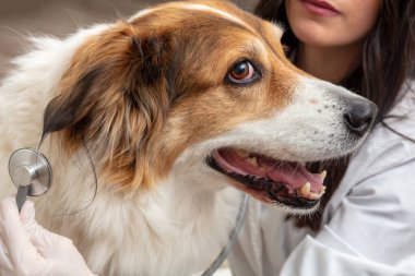 Veteriner kliniği. Veteriner köpeği muayene ediyor. Elinde tıbbi bir steteskop tutan genç bir kadın, yakından bakın. Hayvan bakımı, sağlıklı hayvan.