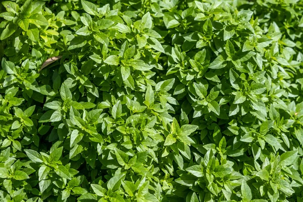 Basil Fresh Leaf Background Great Basil Sweet Basil Culinary Herb — Stok fotoğraf