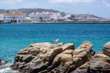 Greece, Mikonos island, Cyclades. Waterfront white Mykonos building, seagull on rock, wavy sea, blue sky background. Summer cosmopolitan destination.