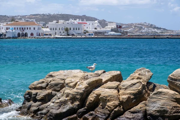 Greece Mikonos Island Cyclades Waterfront White Mykonos Building Seagull Rock — Stock Photo, Image