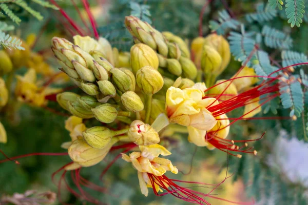 Eritrostemon Gilliesii Bird Paradise Arbusto Flor Amarela Com Longo Estame — Fotografia de Stock