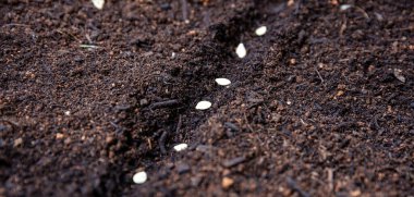 Pumpkin vegetable seeds on soil, close up view, copy space. Agriculture seeding, organic garden and ecology concep