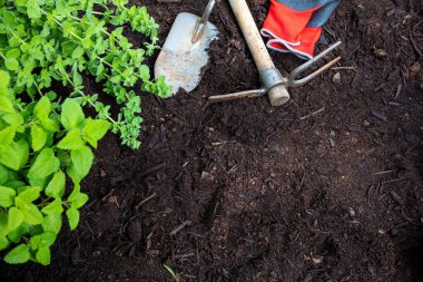 Bahçe aletleri ve bitki bitkileri toprak arka planda, üst manzara, kopyalama alanı. Tarım ve Bahar Bahçe Şablonu