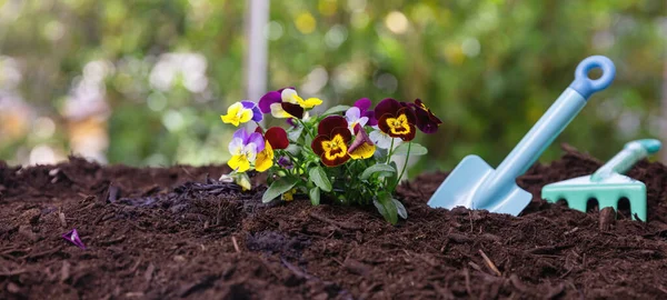 Kids Plant Pansies Garden Children Gardening Tools Plants Soil Close — Fotografia de Stock