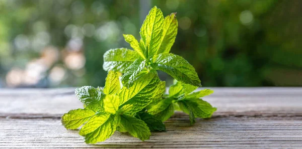 Peppermint Mint Plant Close View Fresh Aromatic Herb Green Leaves — стоковое фото