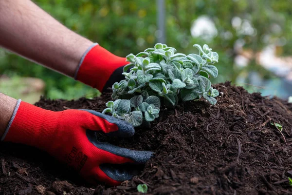 Origanum Dictamnus Kretische Dittany Hopfen Majoran Wilde Therapeutische Und Aromatische — Stockfoto