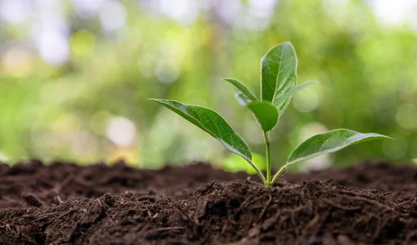 Зростання Паростків Садовому Ґрунті Нова Концепція Життя Зелений Свіжий Молодий — стокове фото