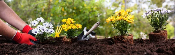 Frühjahrsgärtnerei Funktioniert Hand Pflanzung Frische Gelbe Und Weiße Gänseblümchen Gartengeräte — Stockfoto