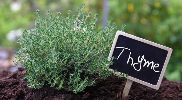 Thymian Oder Thymus Als Heilkraut Frische Aromatische Heilpflanze Boden Und — Stockfoto