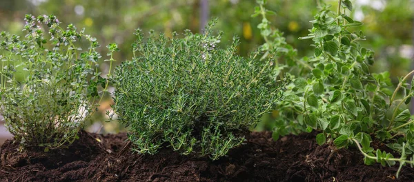 Кулінарні Лікарські Рослини Thyme Thymus Oregano Satureja Свіжі Ароматичні Терапевтичні — стокове фото