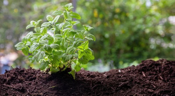 Zitronenmelisse Aromatisches Heilkraut Melisse Officinalis Pflanzenbestandteil Des Karmeliterwassers Boden Nahsicht — Stockfoto