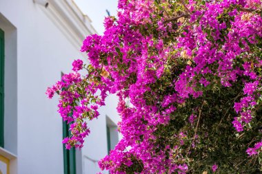 Pembe bougainvillea çiçeği, bulanık ev beyazlatılmış duvar, yaz güneşli günü. Kythira Yunan Adası, Yunanistan.