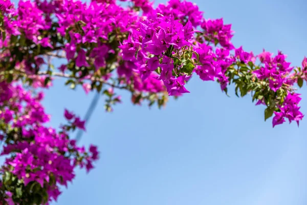 Pembe mor renk çiçek, mavi gökyüzü arka planında çiçek açan begonviller, kopyalama uzayı. Yaz güneşli bir gün. Yunan Adası, Yunanistan.