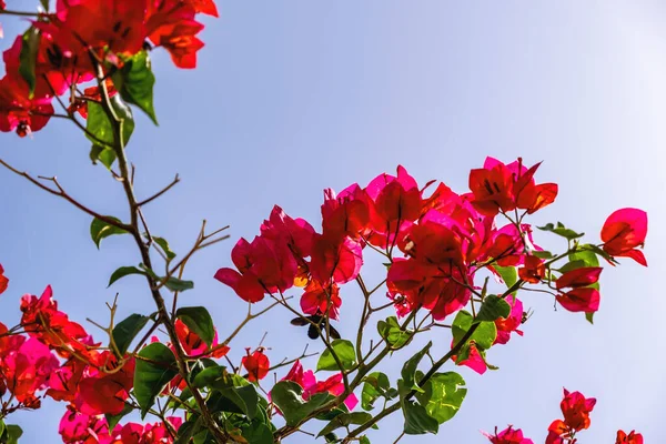 Červená Barva Květiny Kvetoucí Bougainvillea Modrém Pozadí Oblohy Kopírovat Prostor — Stock fotografie