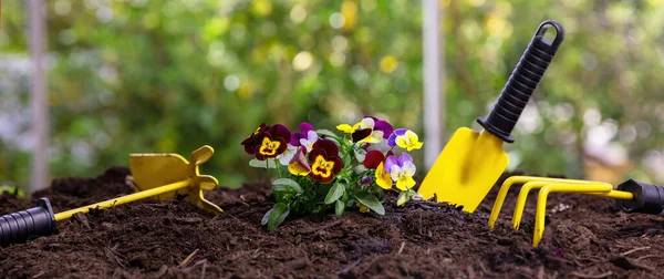 Plant Pansies Garden Gardening Tools Plants Soil Close View Banner — стокове фото