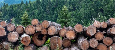 Odun yığınları, kereste kış stokları. Köknar ormanı arka planında odun deposu. Yuvarlak ağaç gövdeleri kesilip kereste fabrikasına istiflenmiş.