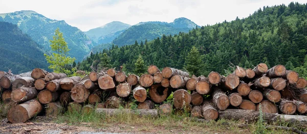 Wood logs pile, timber winter stock. Firewood storage in fir forest and mountains background. Round tree trunks cut and stacked