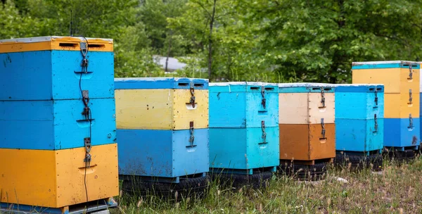 Bee Hives Forest Nature Background Yellow Blue Color Wooden Beehives ロイヤリティフリーのストック写真