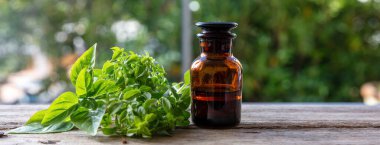 Fesleğen yağı. Aromatik aşçılık ve tedavi edici bitki, aromaterapi ve homeopati. Büyük, tatlı ya da Genovese fesleğeni, kopyalama alanı