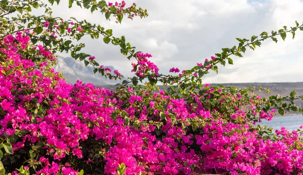 Bougainvillea Růžový Květ Řecku Mani Laconia Peloponés Pohled Cavo Grosso — Stock fotografie