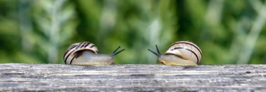 Ağaç gövdesine salyangoz kondur, manzarayı kapat. Akdeniz beyaz bahçe salyangozları yavaşça birbirlerine yaklaşıyorlar, bulanık yeşil arka plan. 