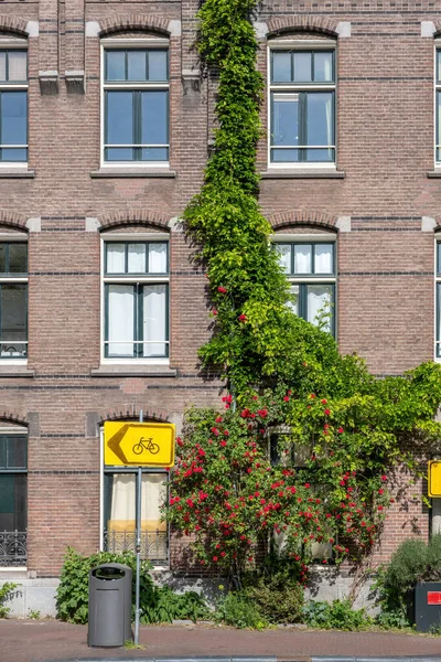 Amsterdam Red Brick Wall Building Creeper Green Plant Flower Pavement —  Fotos de Stock