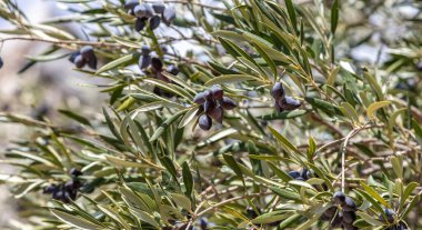 Üzerinde siyah olgun meyveler olan zeytin dalı. Sağlıklı yaşam tarzı ve barış sembolü kavramı. Görüntüyü kapat, arkaplanı bulanıklaştır.