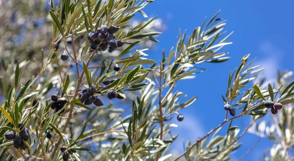 Olive tree branch with black ripe fruit on it. Healthy lifestyle and peace symbol concept. Close up view, blur nature, sky background.