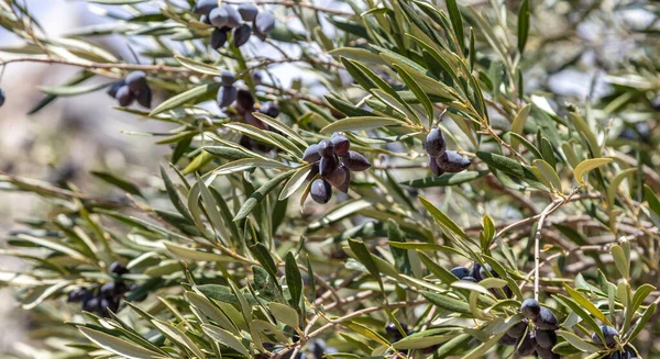 Olive Tree Branch Black Ripe Fruit Healthy Lifestyle Peace Symbol — Zdjęcie stockowe