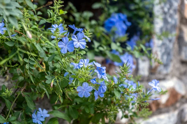 Plumbago Auriculata Blue Cape Plumbago Cape Leadwort Creeper Blooming Evergreen — Foto de Stock
