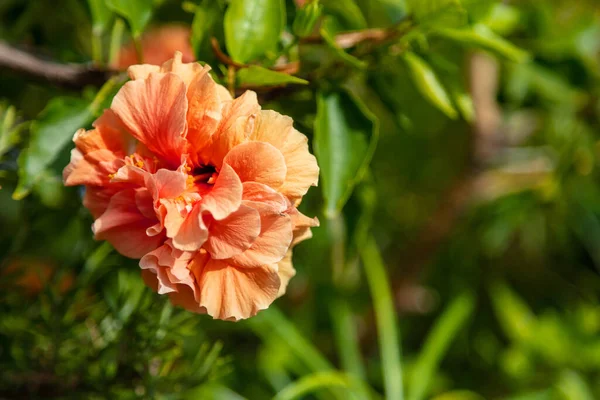 Hibiscus Rosa Sinensis Double Petal Flower Orange Color Rose Mallow — Stock fotografie