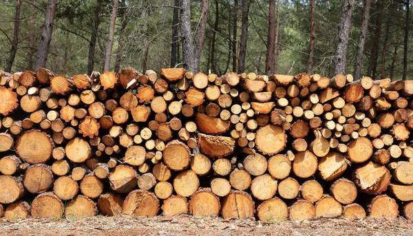 Wood logs pile, timber winter stock background texture. Firewood storage in forest. Round tree trunks cut and stacked in sawmill
