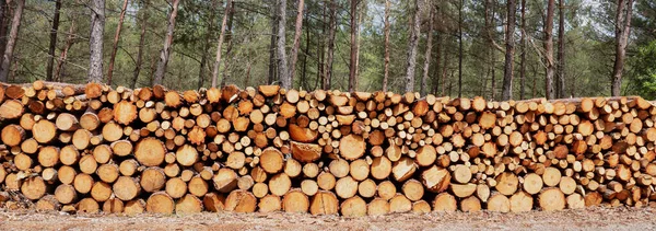 Wood logs pile, timber winter stock background texture. Firewood storage in forest. Round tree trunks cut and stacked in sawmill