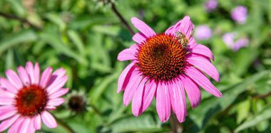 Echinacea purpurea and pollination. Honey bee on purple hedgehog coneflower, close up view