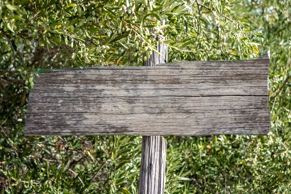 Agriculture advertising concept. Old grey wooden handmade blank sign board on pole in front of olive tree branch full of green ripe olives background. Empty, copy spac