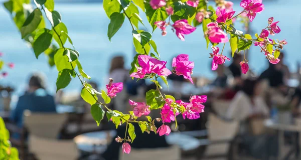 Bougainvillea Glabra Paper Flower Branch Bright Pink Blooming Flowers Thorny — Stock fotografie