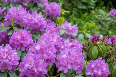 Amsterdam Hollanda, Vondel Park 'taki Rhododendron fabrikası. Mor renkli süs çiçekli ahşap bitkinin yakın görüntüsü. Hollanda 'da çiçek açan ağaç.