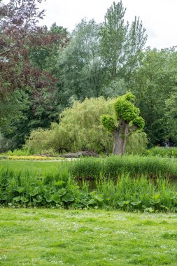 Amsterdam Hollanda 'daki Vondel Parkı. Bitkilerle çevrili bir gölet, yemyeşil yapraklı ağaçlar, yeşil çimenler, doğa arka planı. Sağlıklı yaşam tarzı kavramı. Dikey