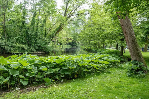 Άμστερνταμ Vondelpark Ολλανδία Λίμνη Που Περιβάλλεται Από Φυτά Δέντρα Πλούσια — Φωτογραφία Αρχείου