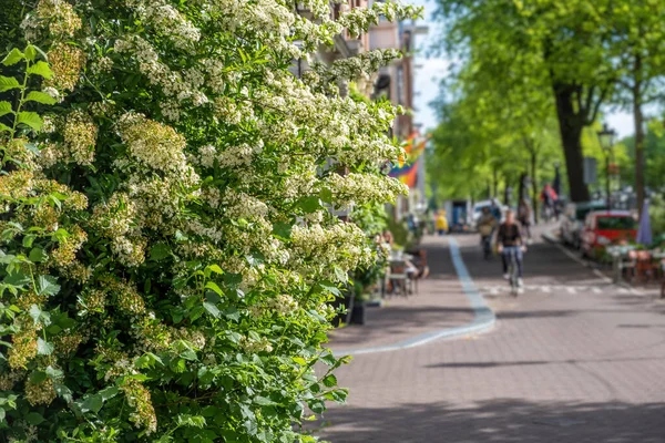 Witte Bloeiende Plant Nederland Nederland Verse Sierbloeiende Plant Met Witte — Stockfoto